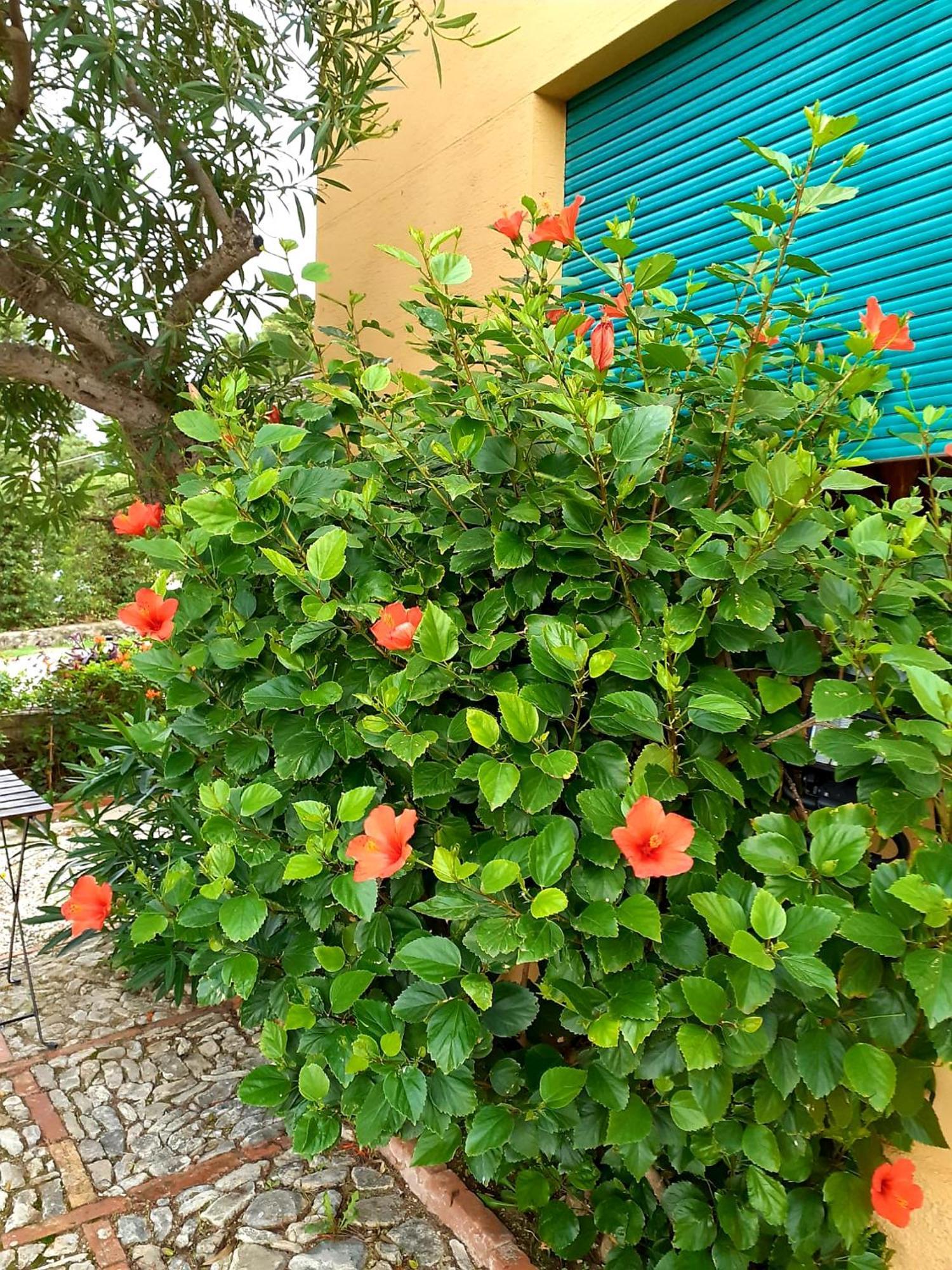 Casa "Le Terrazze" Villa Erice Exterior photo